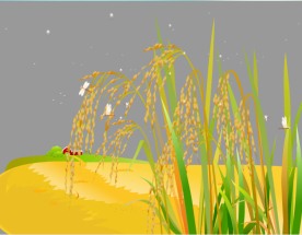 蜻蜓在水稻上飞舞flash动画