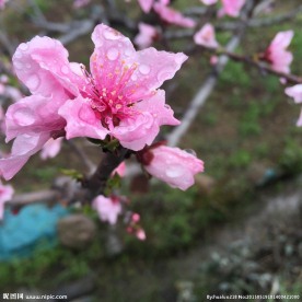 桃花
