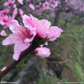 桃花