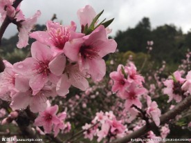 桃花