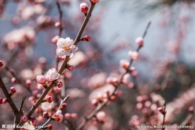 春天山里的桃花