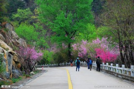 泰山桃花峪
