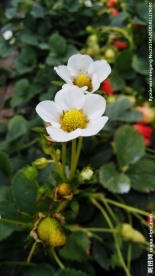 草莓花 草莓