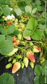 草莓花 红草莓