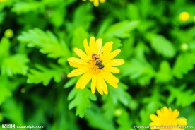 黄色菊花