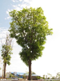 绿树