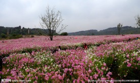 波斯菊