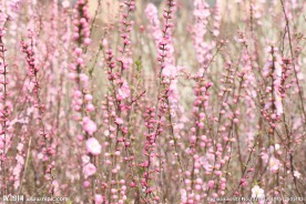 花丛