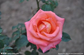 粉红色月季花