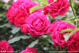月季花