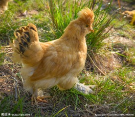 中华宫廷黄鸡