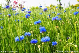 矢车菊