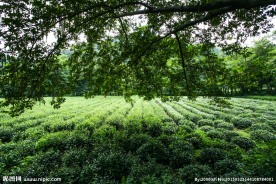 龙井问茶