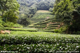 龙井问茶