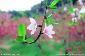 白桃花