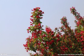 锦带花