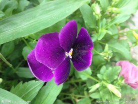 紫色蝴蝶花