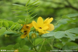 黄槐花