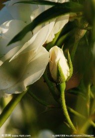 月季花蕾