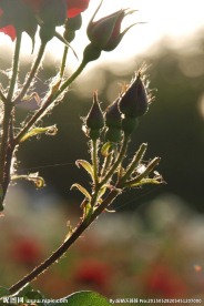 月季花蕾逆光拍摄
