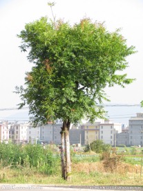 小树