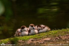 赤麻鸭雏鸟