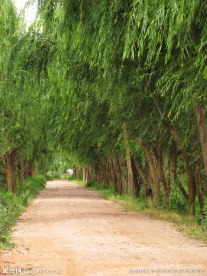 林阴小路