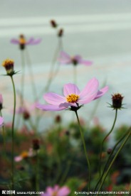 花卉摄影