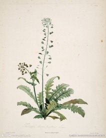 植物园 手绘植物