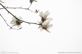 白玉兰