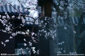 桃花的倒影