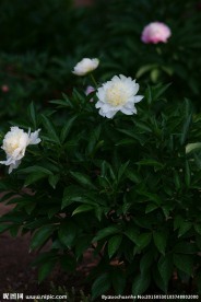 芍药花盛开