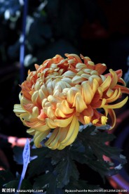 秋菊