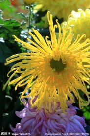 菊花盛开