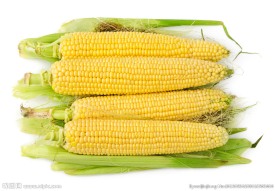 玉米