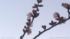 绽放的桃花
