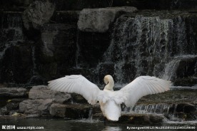 天鹅展翅
