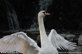 天鹅展翅