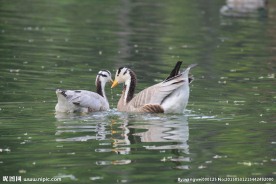 一对斑头雁