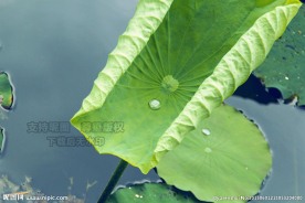 水珠荷叶