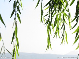 柳条和远山