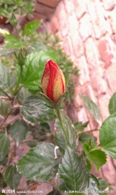 含苞待放红花