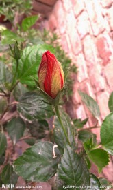 含苞待放红花