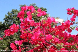 红色三角梅