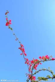 红色三角梅