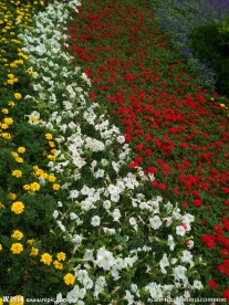 百花争艳