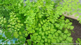 绿叶 植物