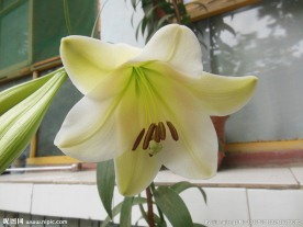 白色百合花