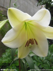 白色百合花