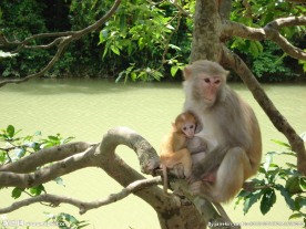 哺乳动物 猴子 母子